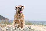CANE CORSO 662